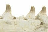 Partial Mosasaur Jaw with Seven Teeth - Morocco #220672-3